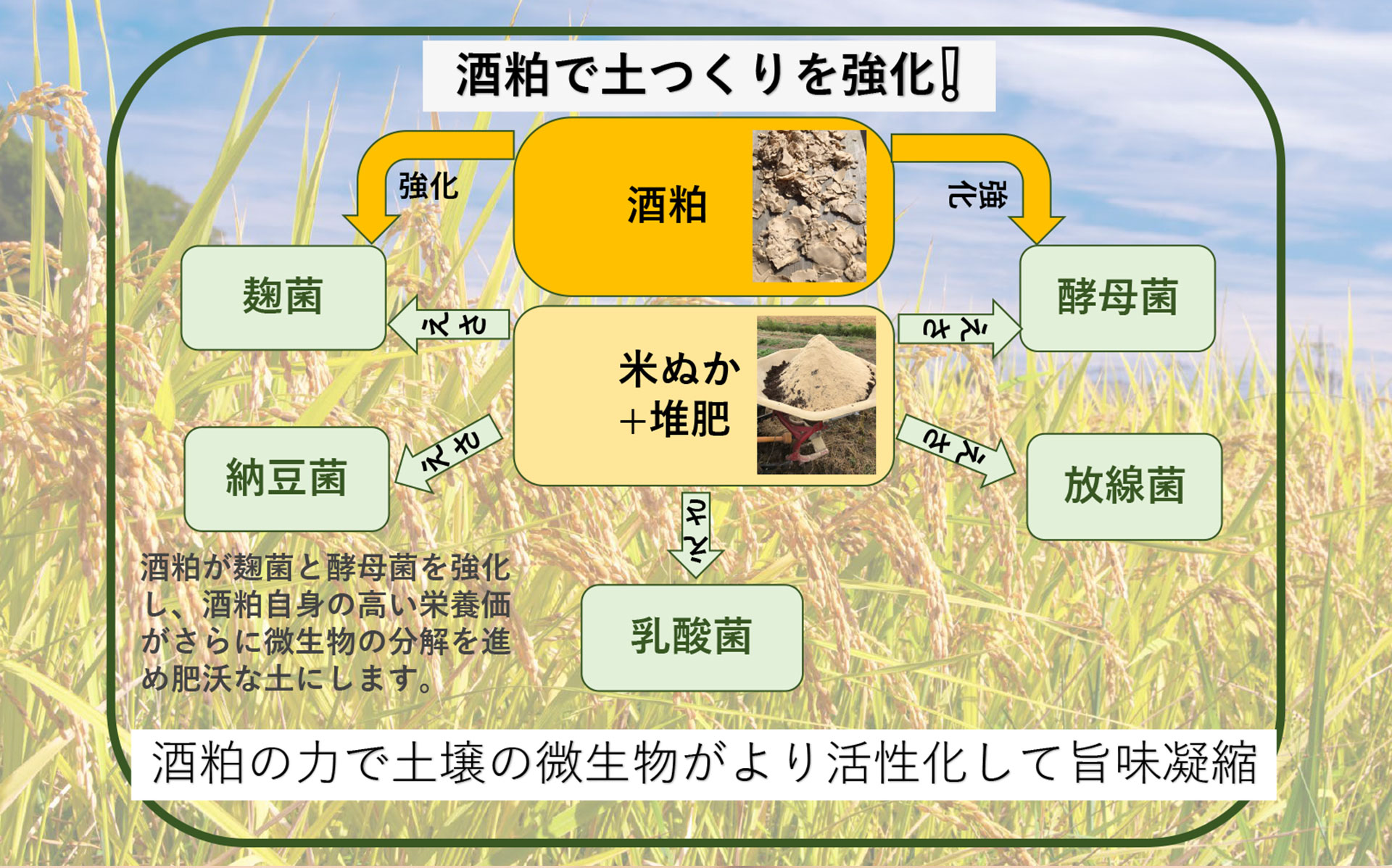 プレミアム米「匠」の違い　1